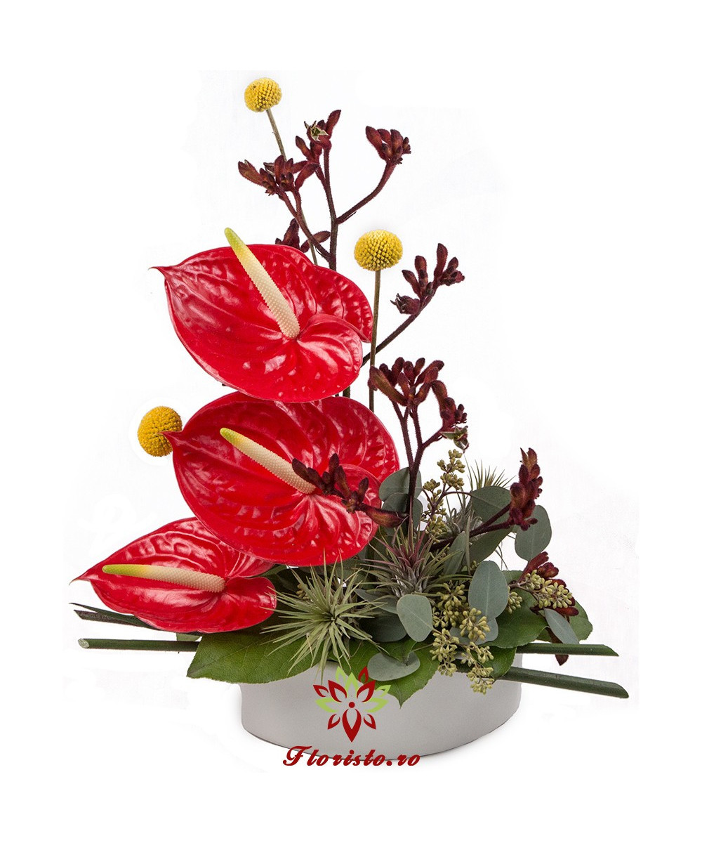 Anthurium in vas ceramic