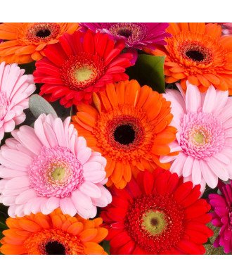 Gerbera Mix
